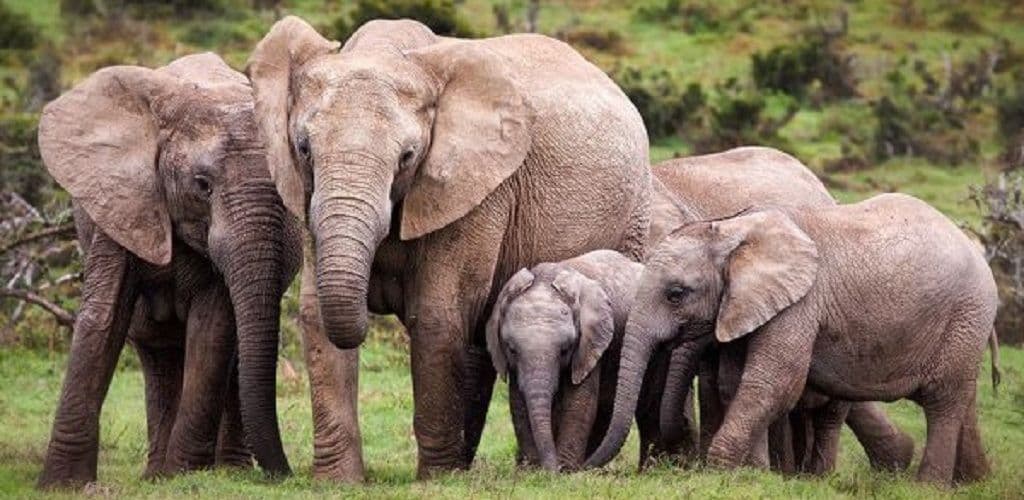 Babile Elephant Sanctuary photo 4
