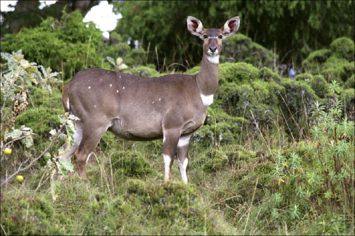 Dhati Walal National Park photo 4