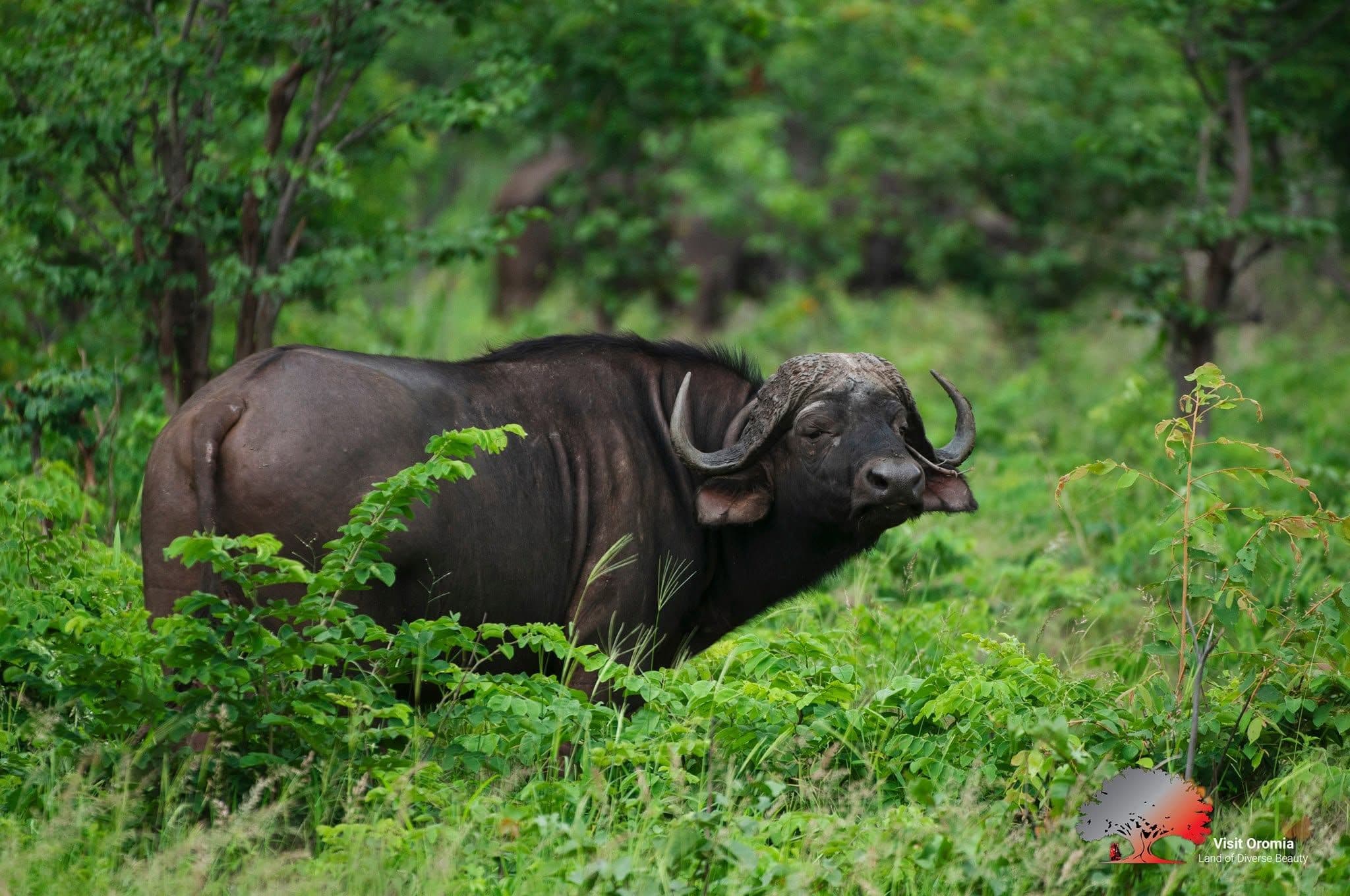 Dhati Walal National Park photo 1