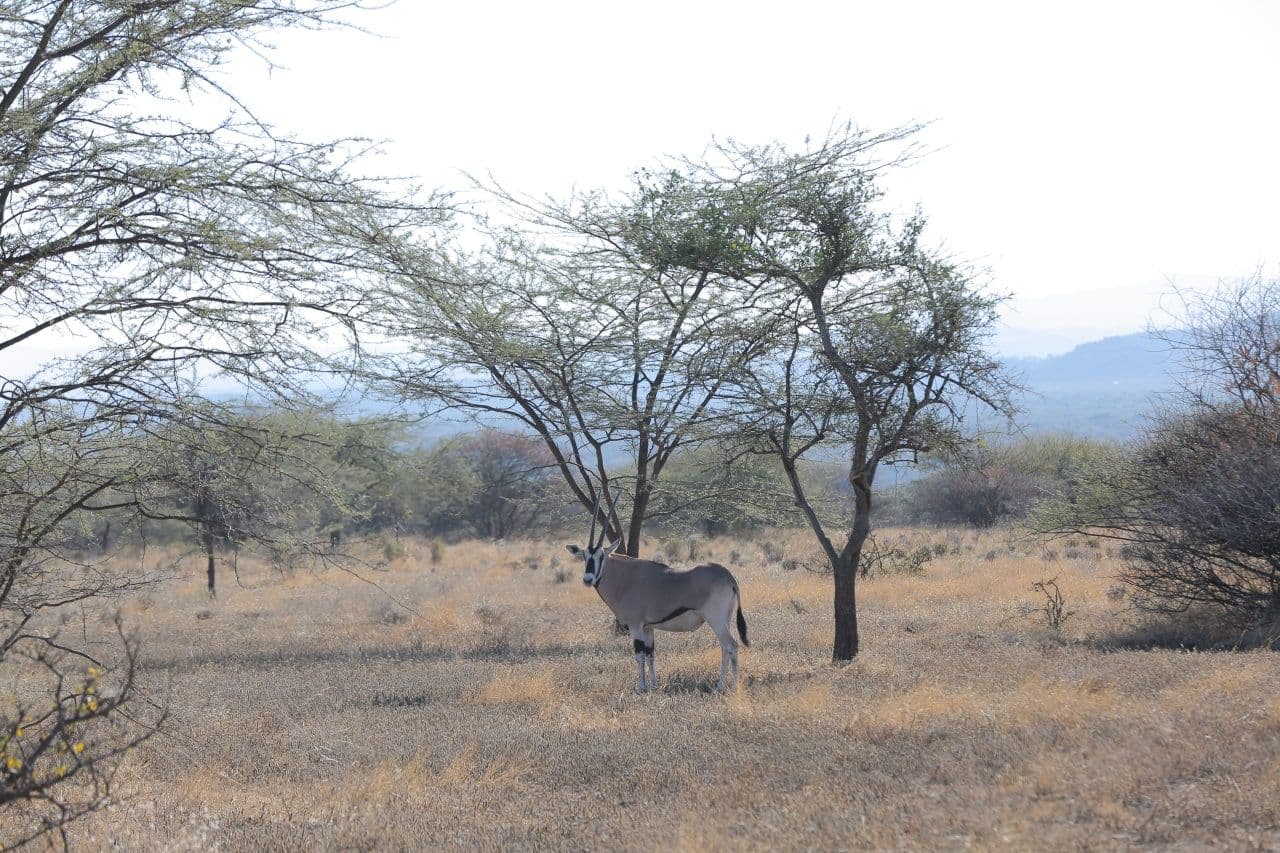 Awash National Park photo 6