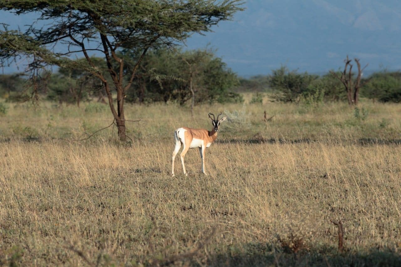 Awash National Park photo 8