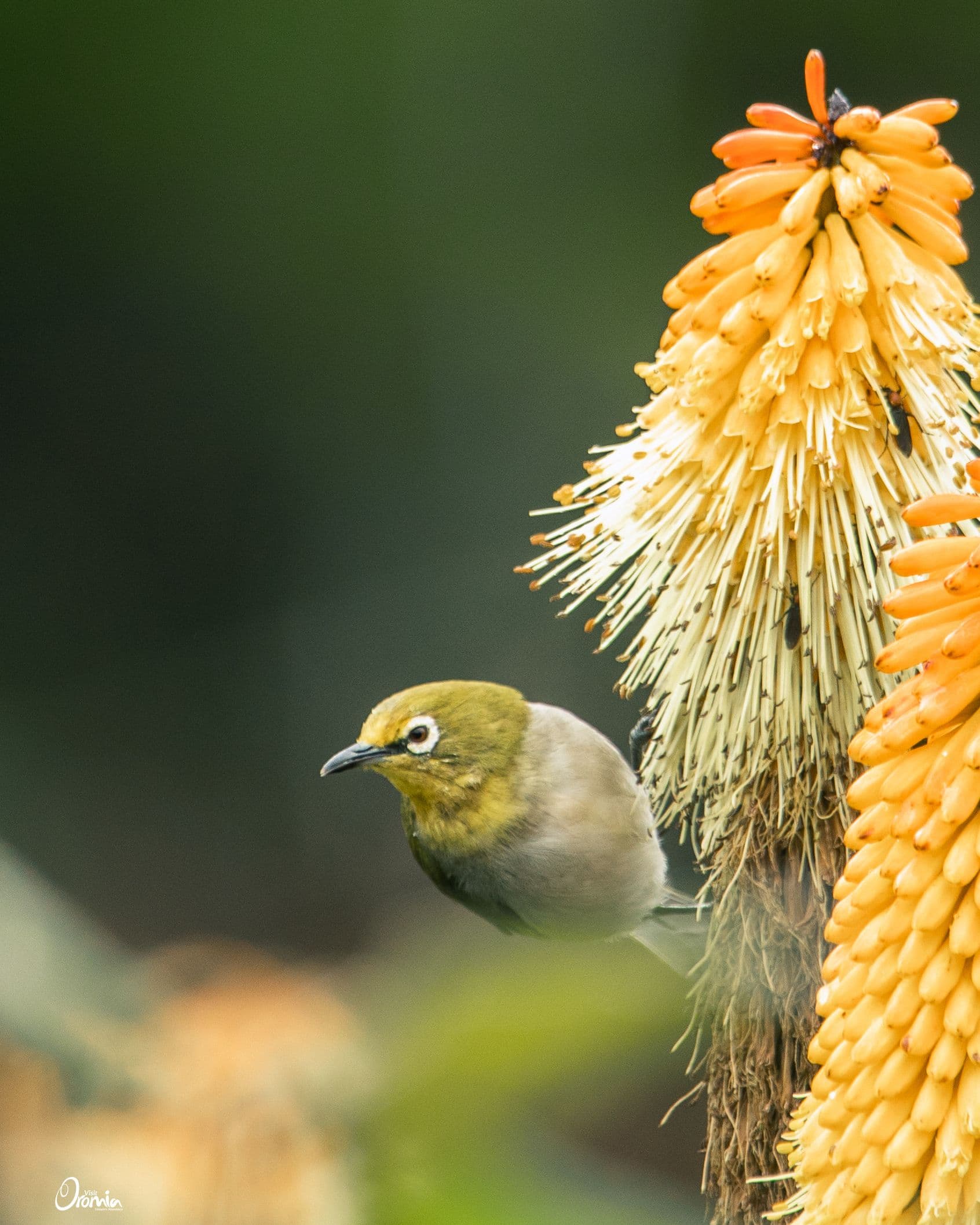 Bale Mountains National Park photo 3