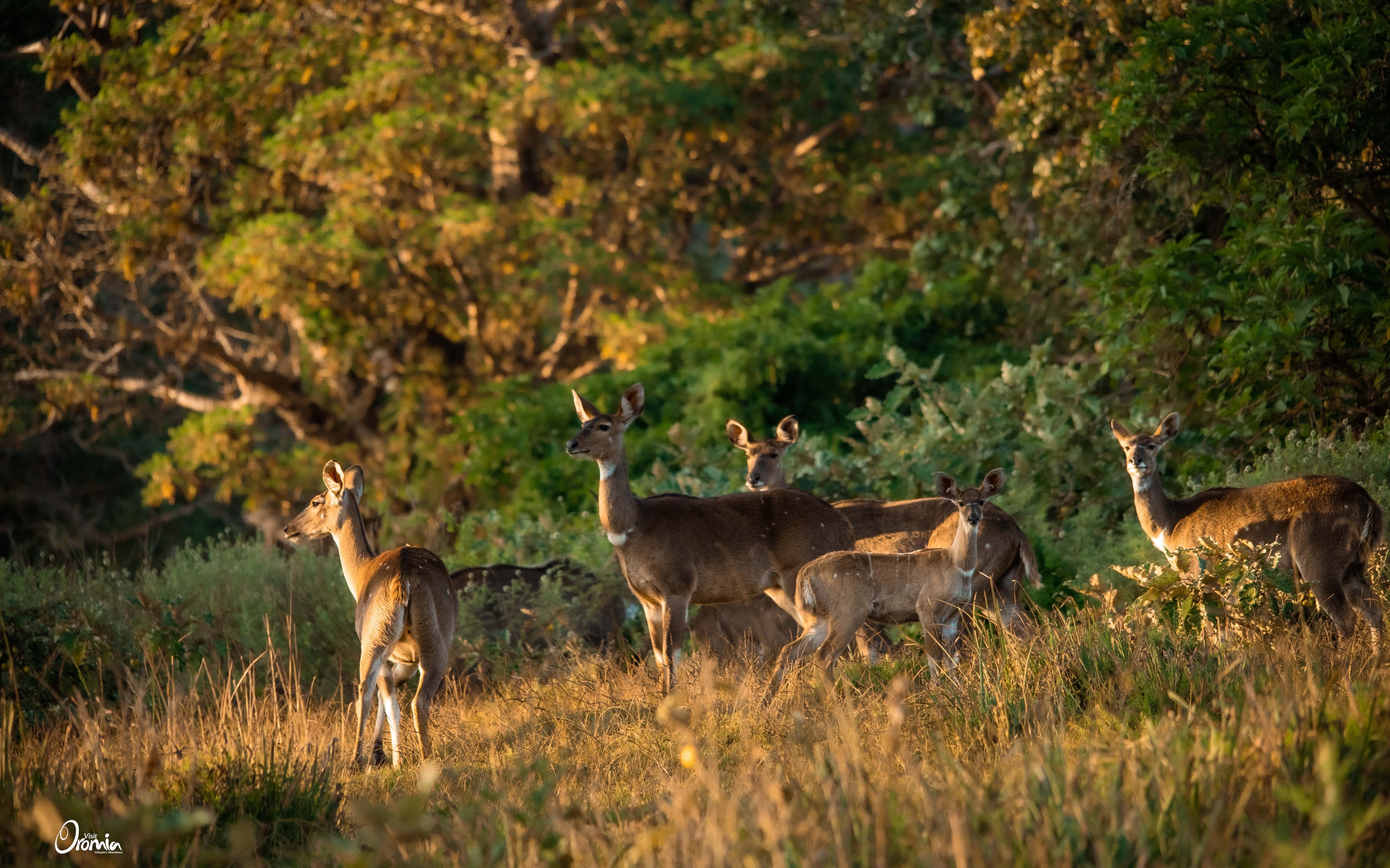 Bale Mountains National Park