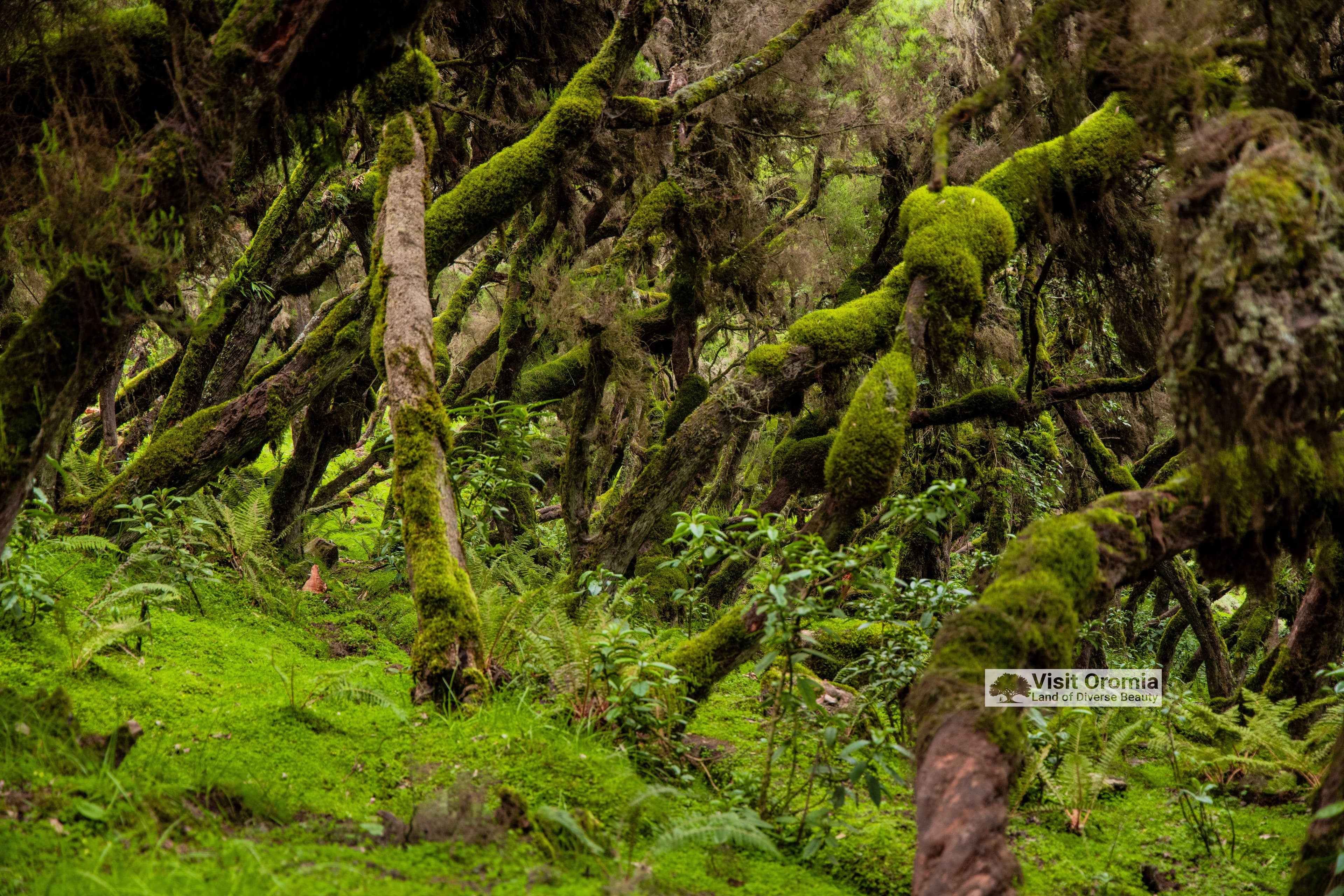Bale Mountains National Park photo 8