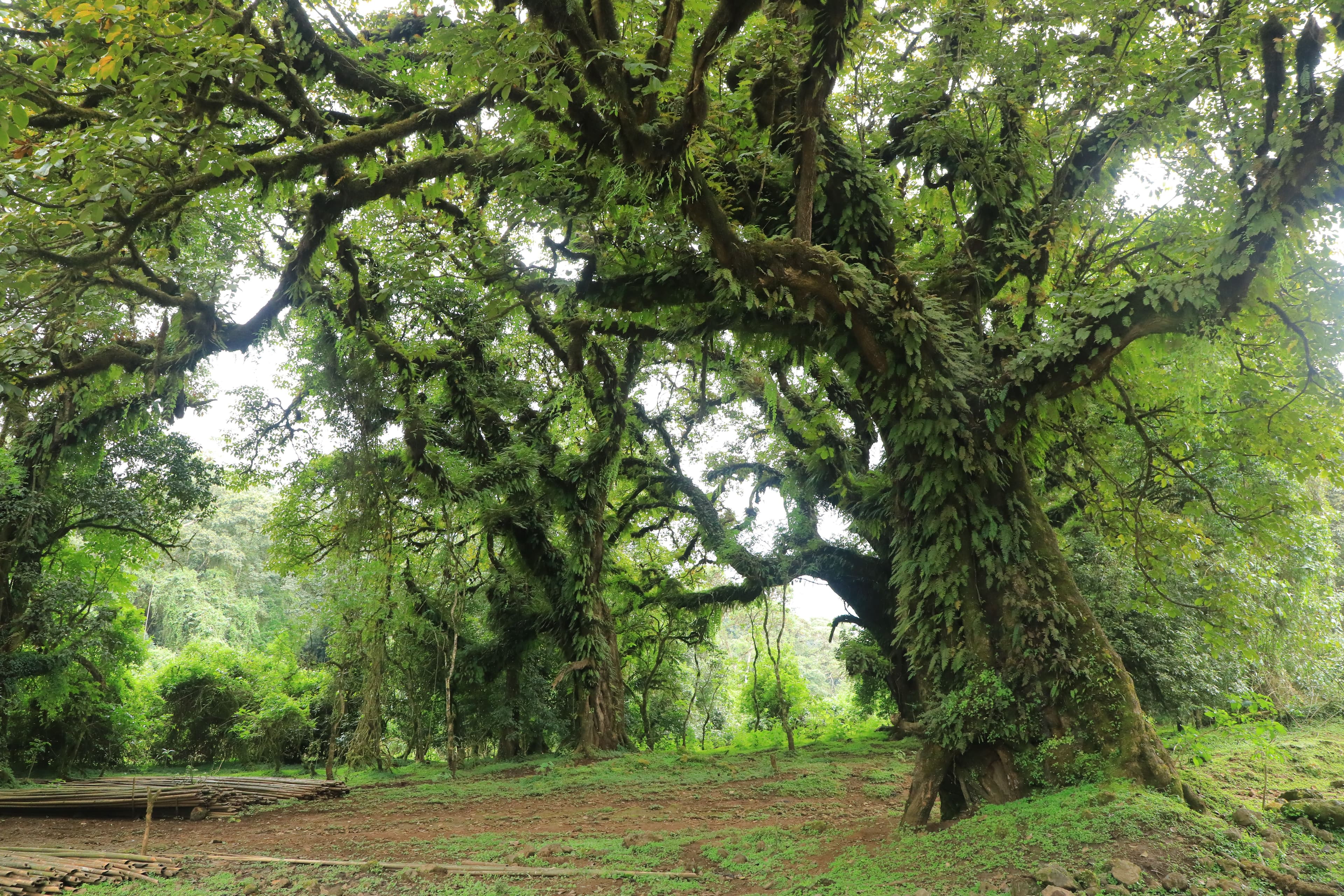 Bale Mountains National Park photo 7
