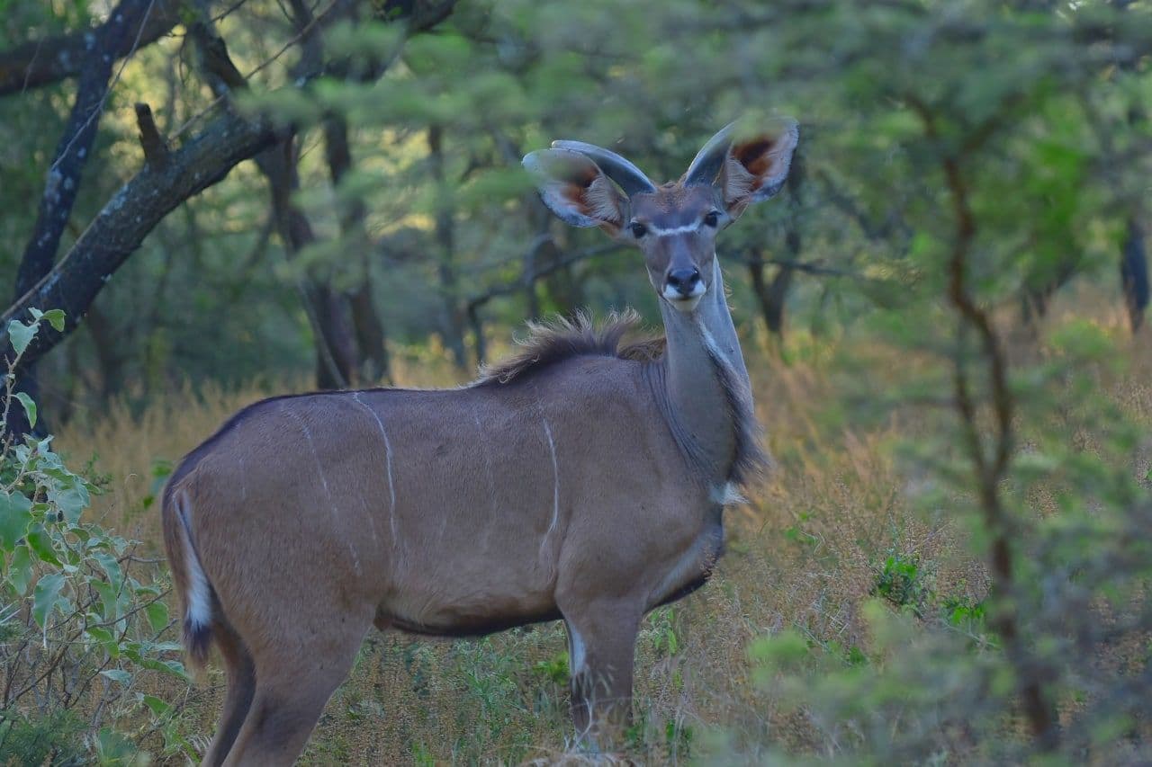 Arsi Mountains National Park overview