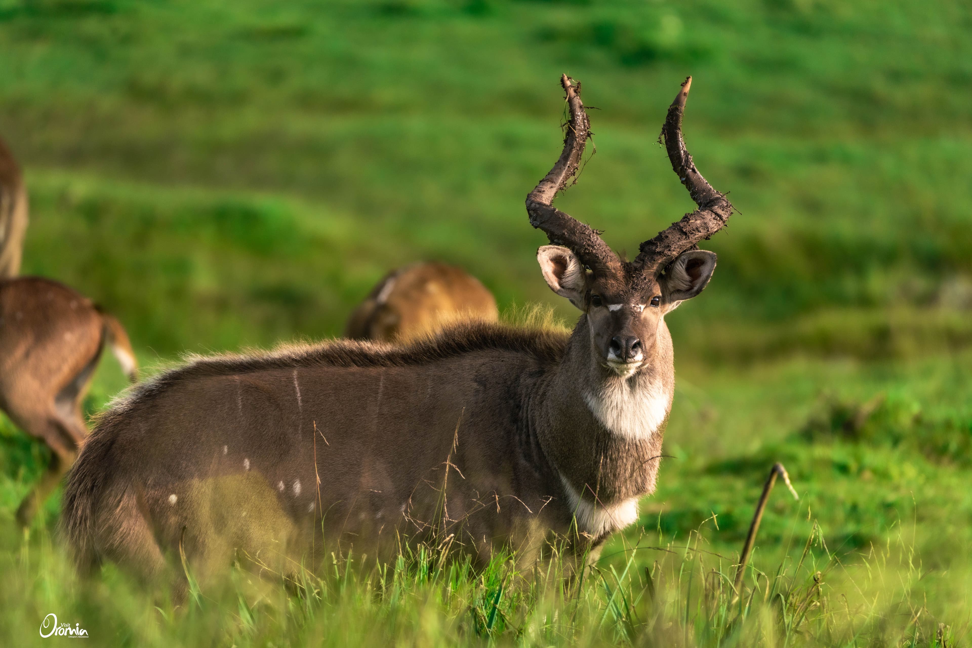 Bale Mountains National Park overview